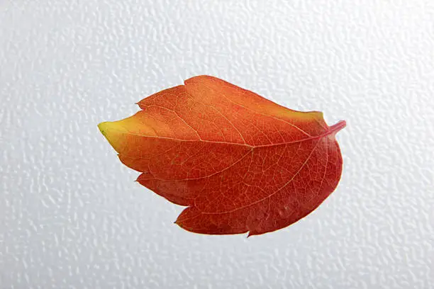 Photo of Leaf