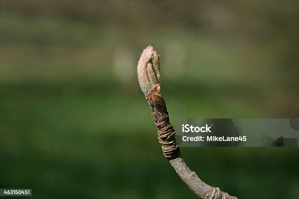 Mountain Ash Sorbus Aucuparia Stockfoto und mehr Bilder von Knospend - Knospend, Vogelbeerbaum, Ast - Pflanzenbestandteil