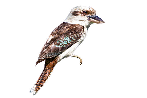 Full side view of a Kookaburra bird isolated on white Profile shot of a native Australian Laughing Kookaburra, with bright plumage, isolated on white background. kookaburra stock pictures, royalty-free photos & images