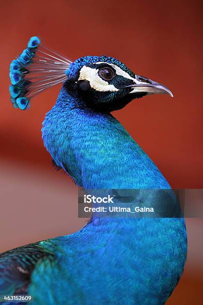 Perfil De Pavão - Fotografias de stock e mais imagens de América Latina - América Latina, Animal, Azul