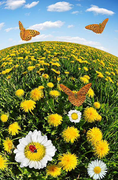 istock dandelions with daisies and butterflies 463153113