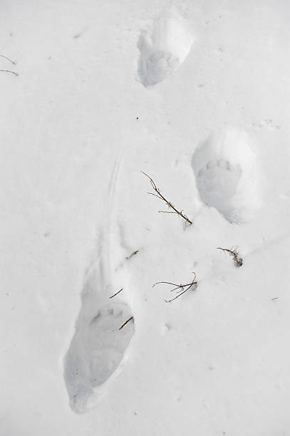 istock Bear paw prints in snow 463153497