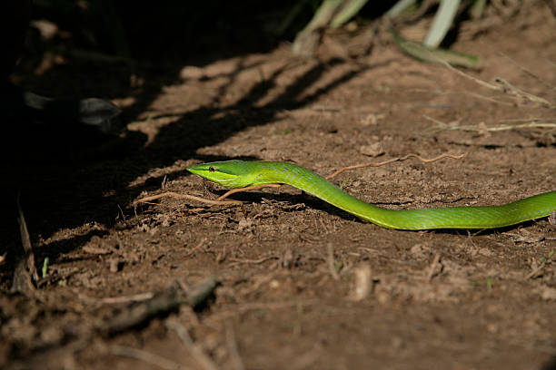 istock Green vine snake,  Oxybelis fulgidus 463156247