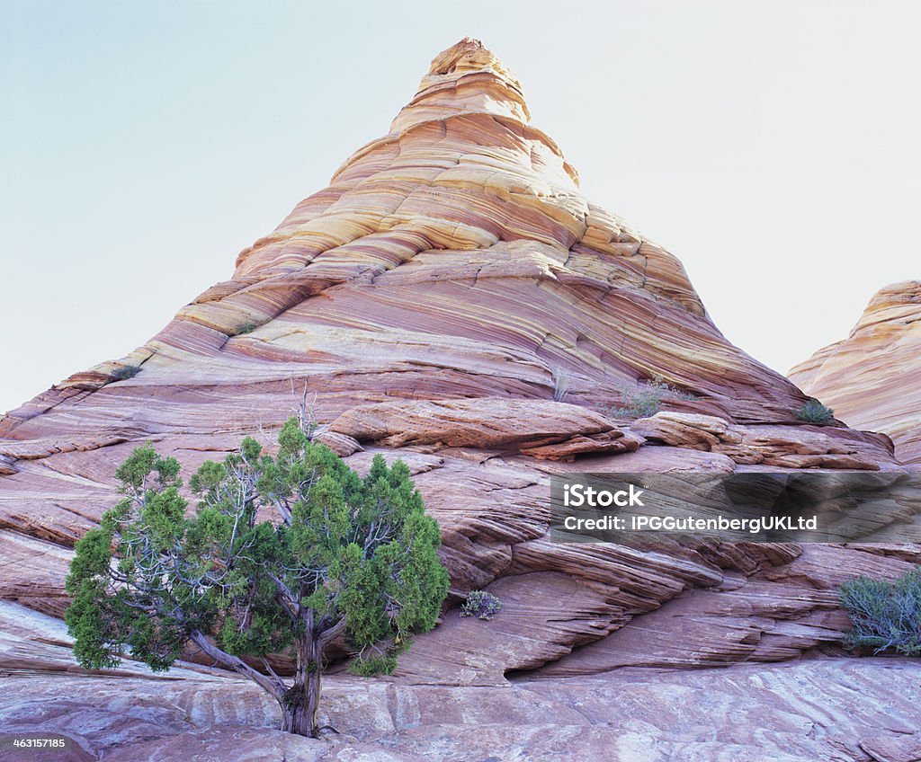 Pine Tree Growing Beneath a Rock Peak Arid Climate Stock Photo