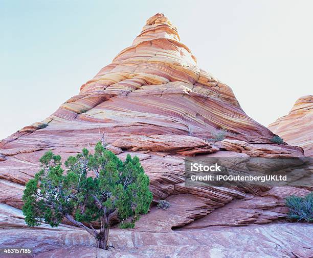 Pine Tree Growing Beneath A Rock Peak Stock Photo - Download Image Now - Arid Climate, Dedication, Determination