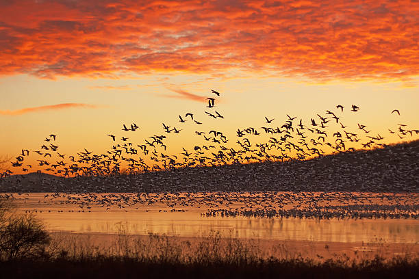 istock Snow Geese Flying at Sunrise 463157247