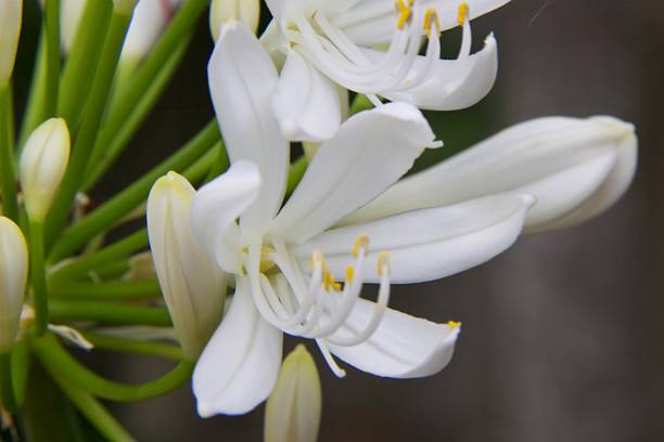 istock Beautiful white garden flowers blooming close up 463158431