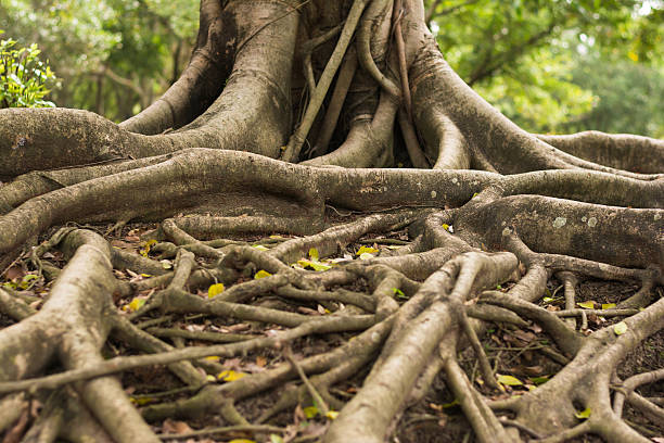 istock roots of the banyan forest. 463159139