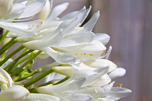 istock Beautiful white garden flowers blooming close up 463160413