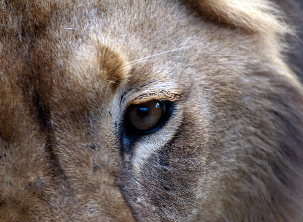 istock Eye of the king 463163283