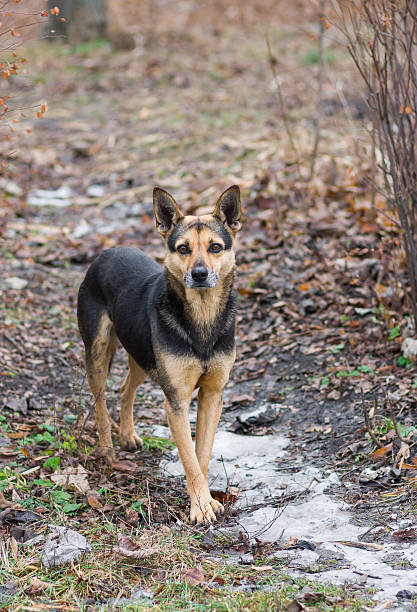 Portrait of adorable stray dog looking with hope.