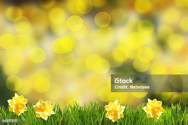 Fundo Páscoa Daffodills - Fotografias de stock e mais imagens de Amarelo - Amarelo, Amor, Beleza