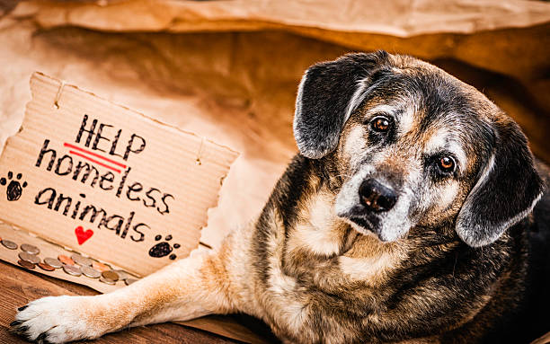Homeless and Hungry Dog Begging for Help