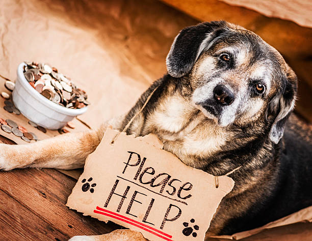 istock Homeless and Hungry Dog Begging for Help 463173507