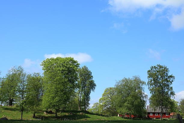 Summer farmland in Sweden