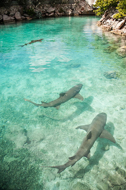 Sharks stock photo