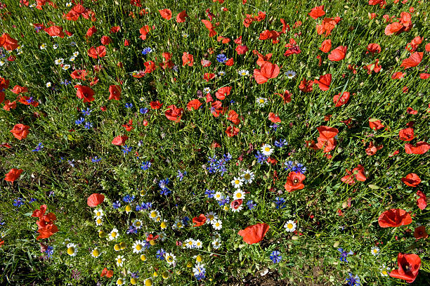 istock field of flowers 463174579