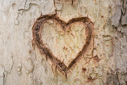 Heart shape carved on a plane tree, Rome Italy