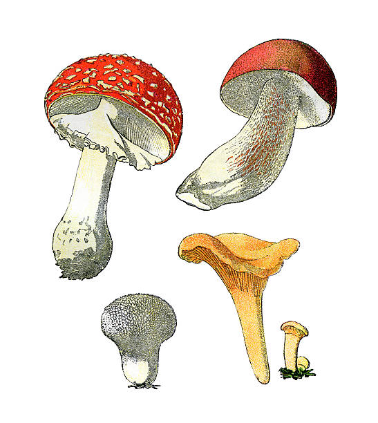 ilustrações, clipart, desenhos animados e ícones de cogumelos - mushroom edible mushroom red botany