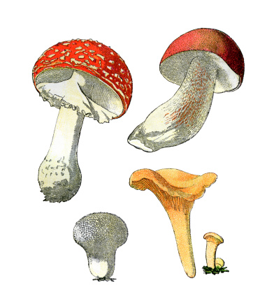 Several mushrooms on white background Engraved by P.Klincksieck and published in 1891 by the 