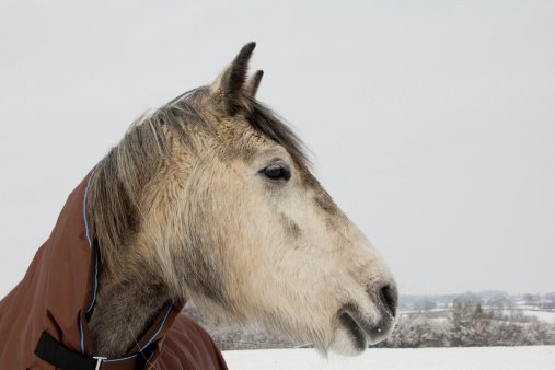 Close up shot of beautiful grey horse rugged up for warmth on a cold winters snowy day in rural Shropshire.