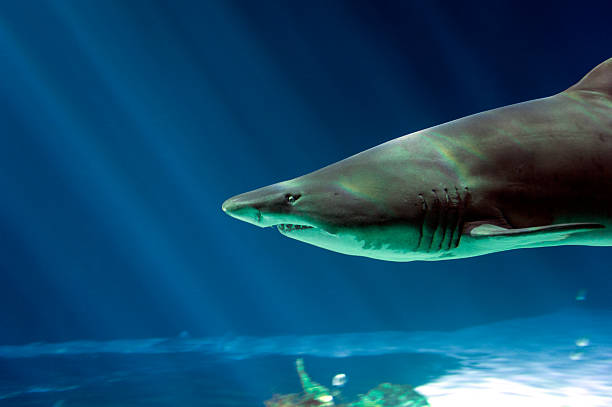 tawrosz piaskowy head - sand tiger shark zdjęcia i obrazy z banku zdjęć