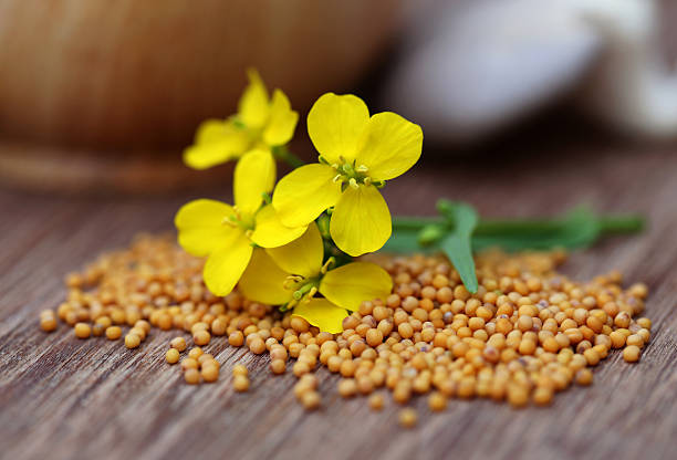 istock Mustard flowers with mushroom 463181975