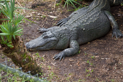 Sleeping Crocodile. Do Not Disturb.