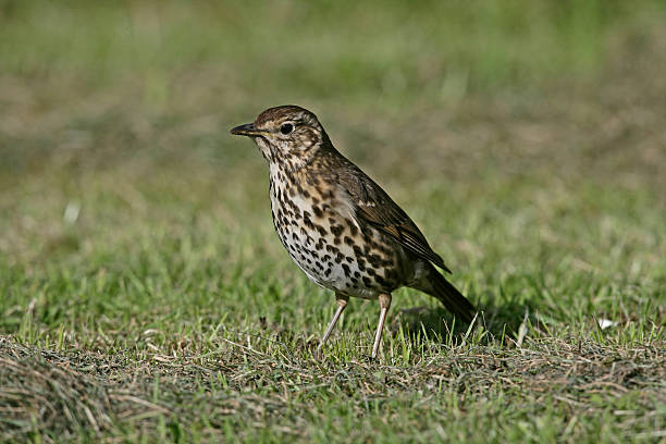 istock Song thrush, Turdus philomelos 463182563