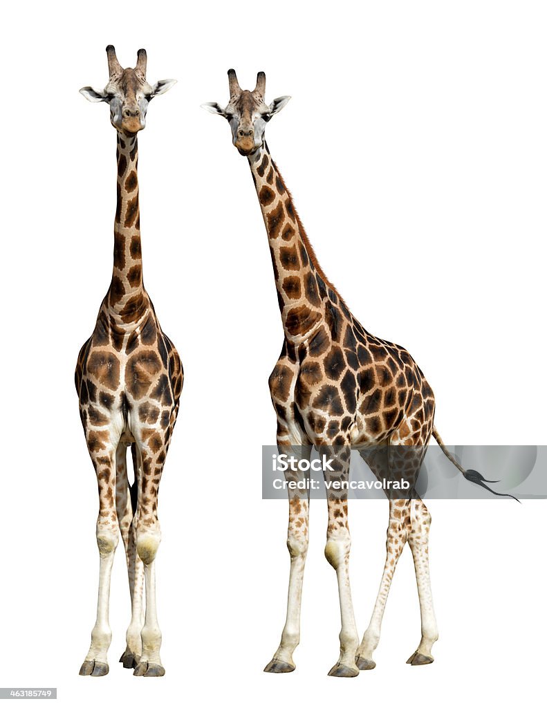 Giraffen - Lizenzfrei Giraffe Stock-Foto