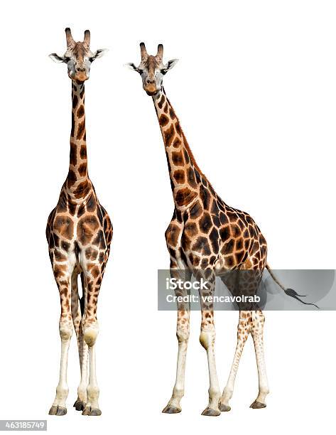 Giraffen Stockfoto und mehr Bilder von Giraffe - Giraffe, Weißer Hintergrund, Freisteller – Neutraler Hintergrund