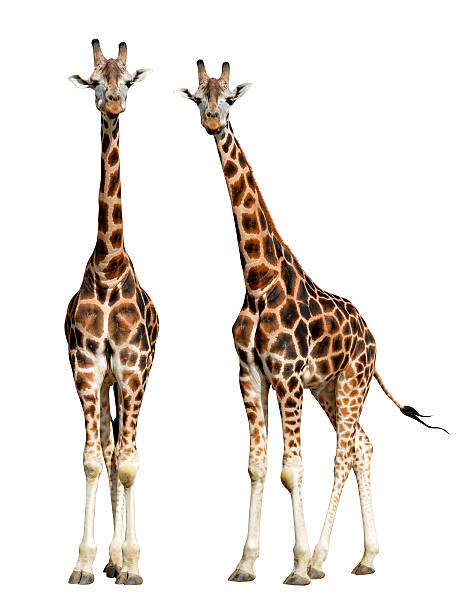 giraffes giraffes isolated giraffe stock pictures, royalty-free photos & images