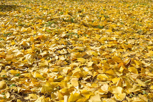 istock Autumn Ginkgo leaves 463185769