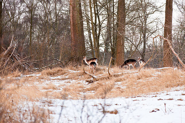 Deer in winter snow landscape. Deer in winter snow landscape. love roe deer stock pictures, royalty-free photos & images