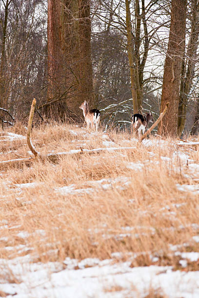 Deer in winter snow landscape. Deer in winter snow landscape. love roe deer stock pictures, royalty-free photos & images