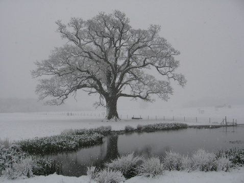 A large English Oak tree casts a reflection in a pond during Winter.