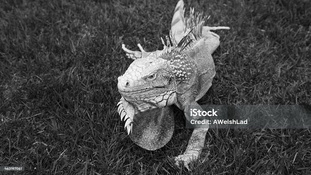 Iguana greyscale Grayscale Stock Photo