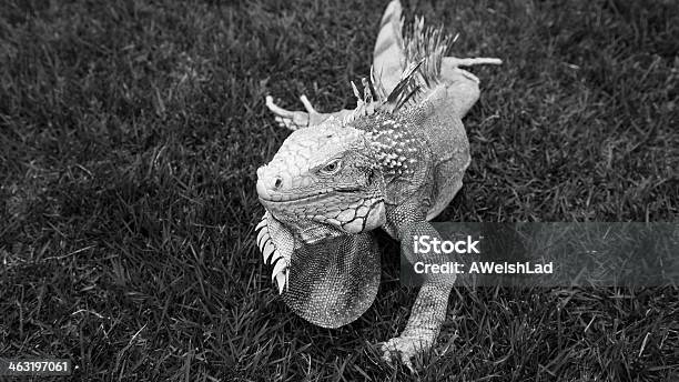 Iguana Greyscale Stock Photo - Download Image Now - Grayscale, Horizontal, Iguana