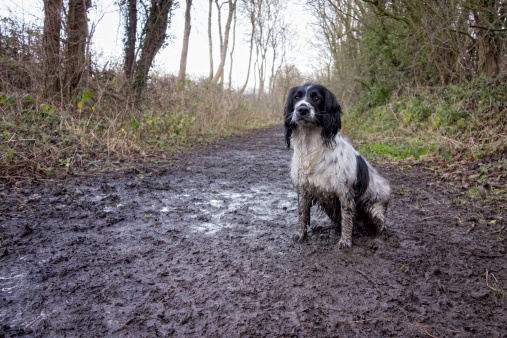 Young Muddy spaniel on a winters walk in the UK with space for copy
