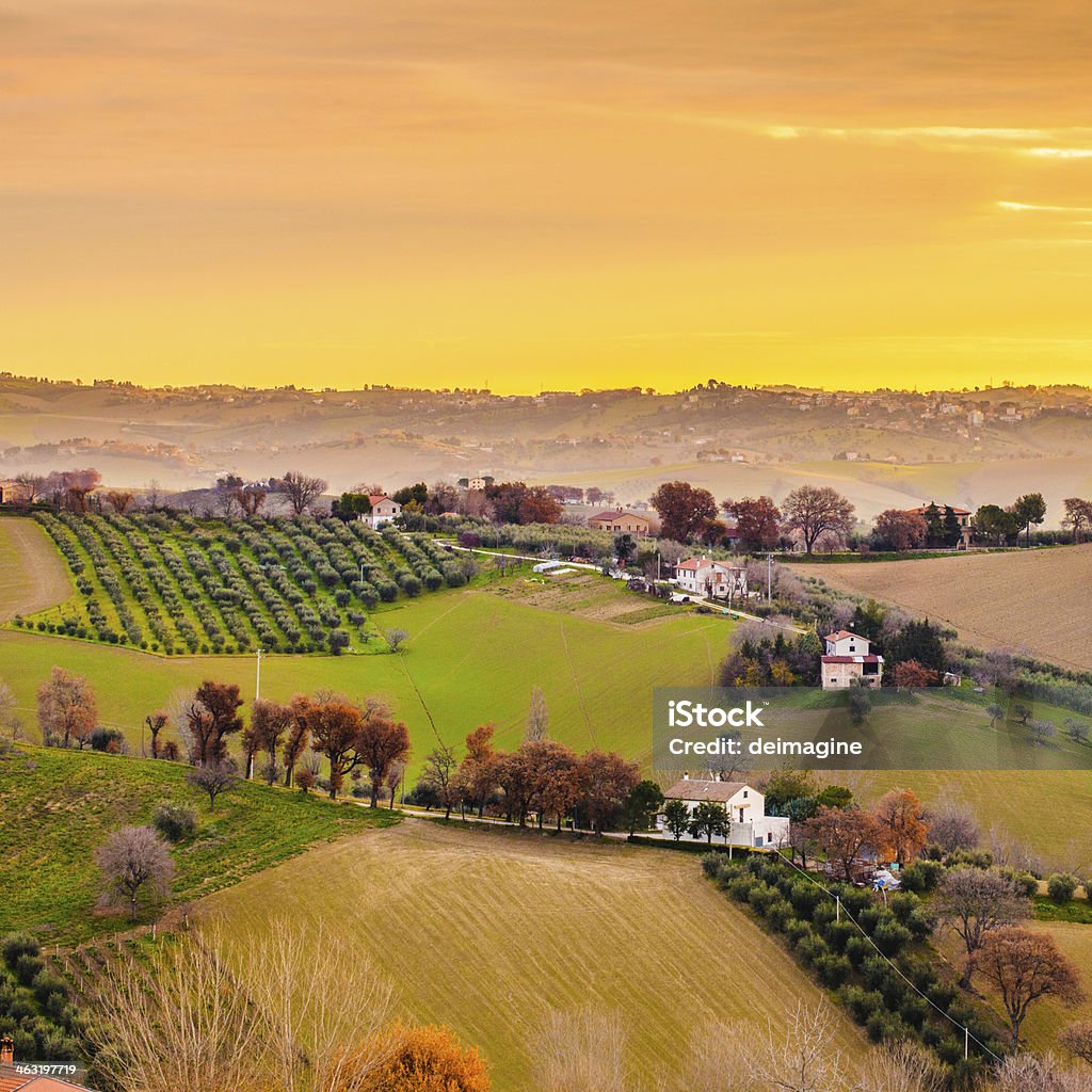 Sunrise Toscana Vineyard - Foto stock royalty-free di Agricoltura