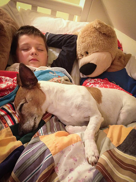 istock Young boy asleep with his dog and teddy bear 463198185