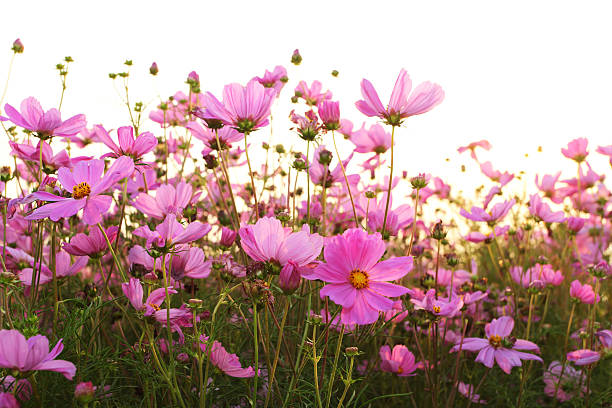 istock Pink Cosmos Flowers 463199161