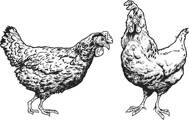 Vector illustration of Chicken Illustrations