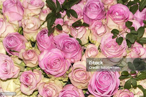 Rosa Rosen Stockfoto und mehr Bilder von Blume - Blume, Blumenbouqet, Blumenstrauß