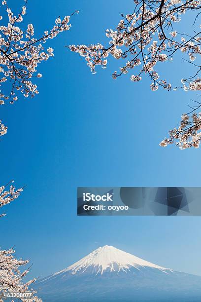 Mount Fuji Cherry Blossoms Stock Photo - Download Image Now - Asian Culture, Blossom, Blue