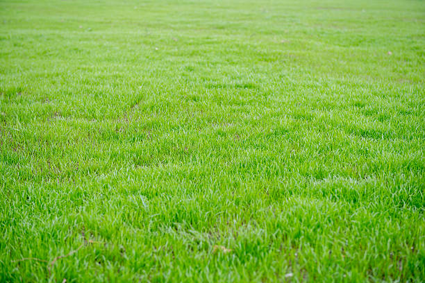 istock Defocused closeup of grass 463214099