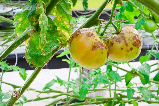 Early blight stock photo