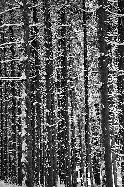 istock Wintertime in the woods 463215019