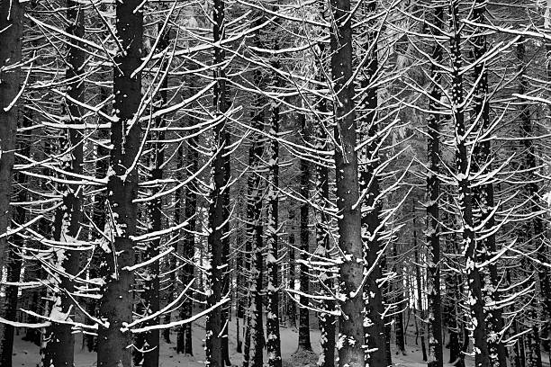 istock Wintertime in the woods 463215039