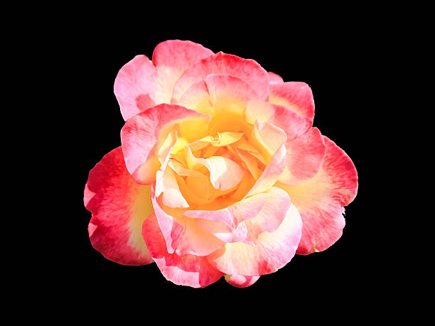 istock Pink rose flower isolated on black background 463215601